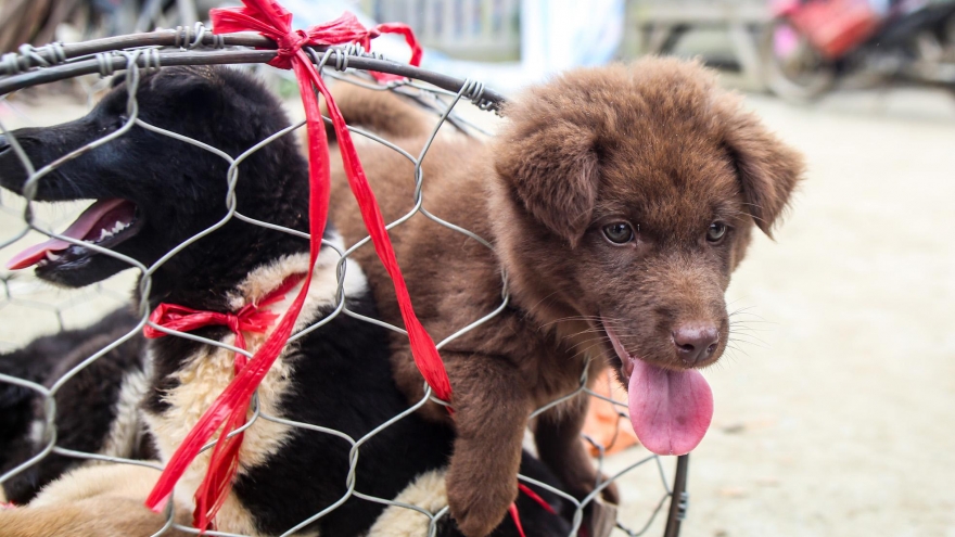 Unique dog market in Bac Ha plateau excites crowds